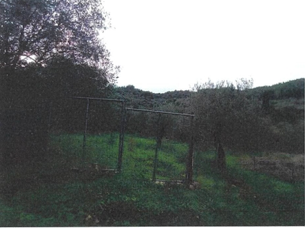 photo1