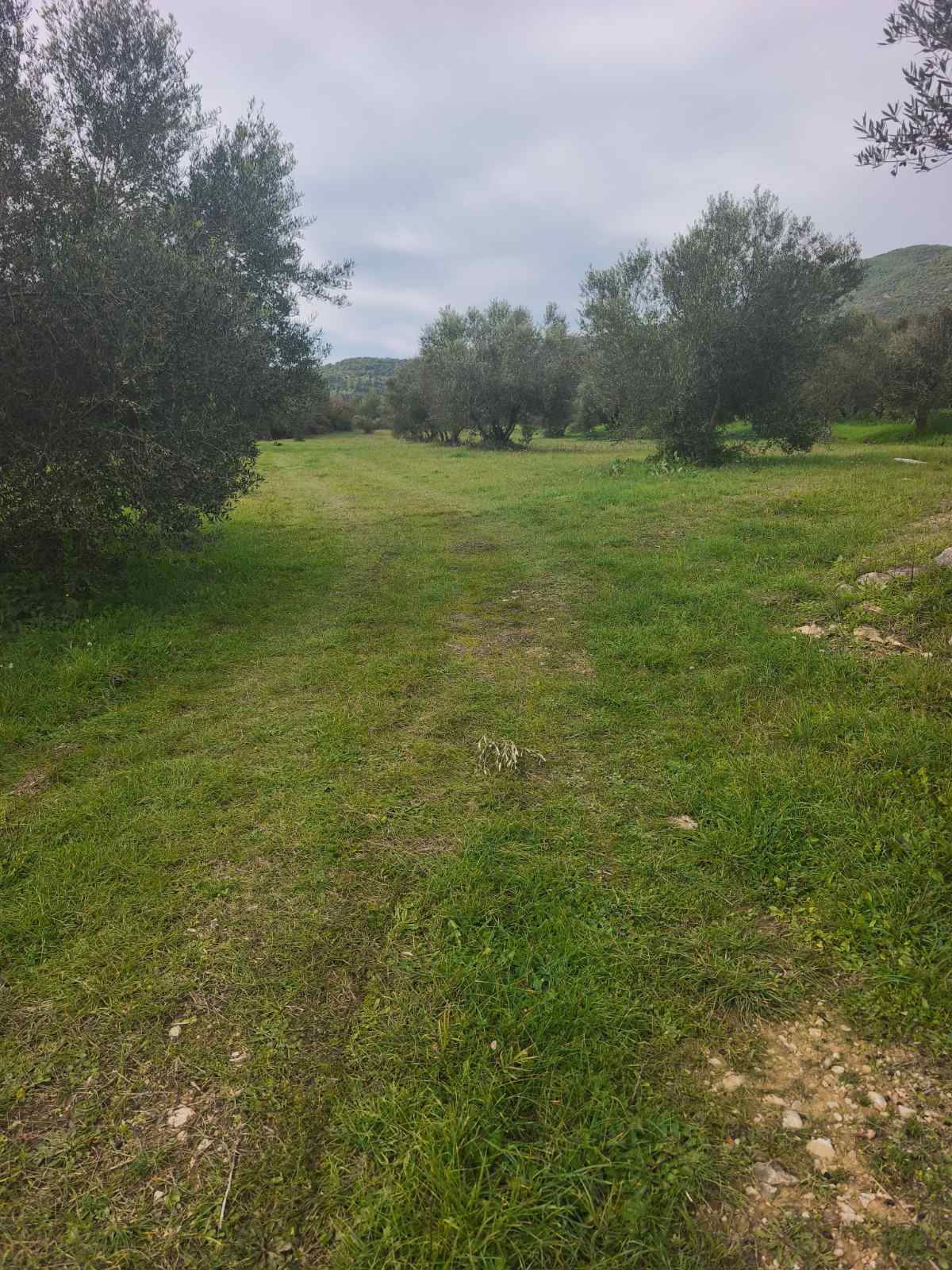 Αγροτεμάχιο 3000 τ.μ. σε πλειστηριασμό Δήμος Ζαχάρως