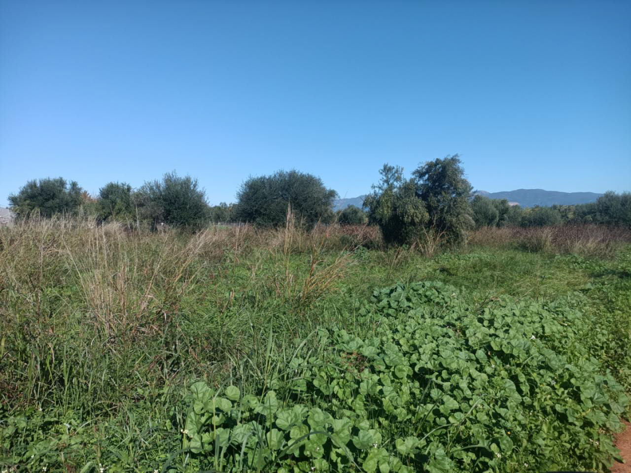 photo0