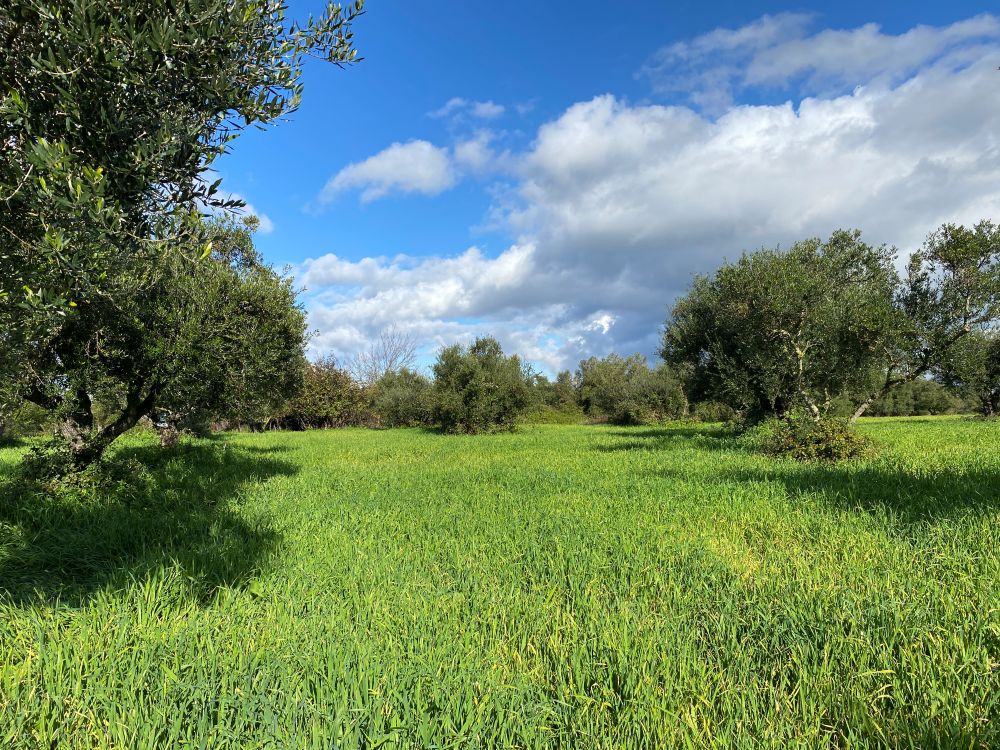 Αγροτεμάχιο 5515.13 τ.μ. σε πλειστηριασμό Δήμος Ήλιδας