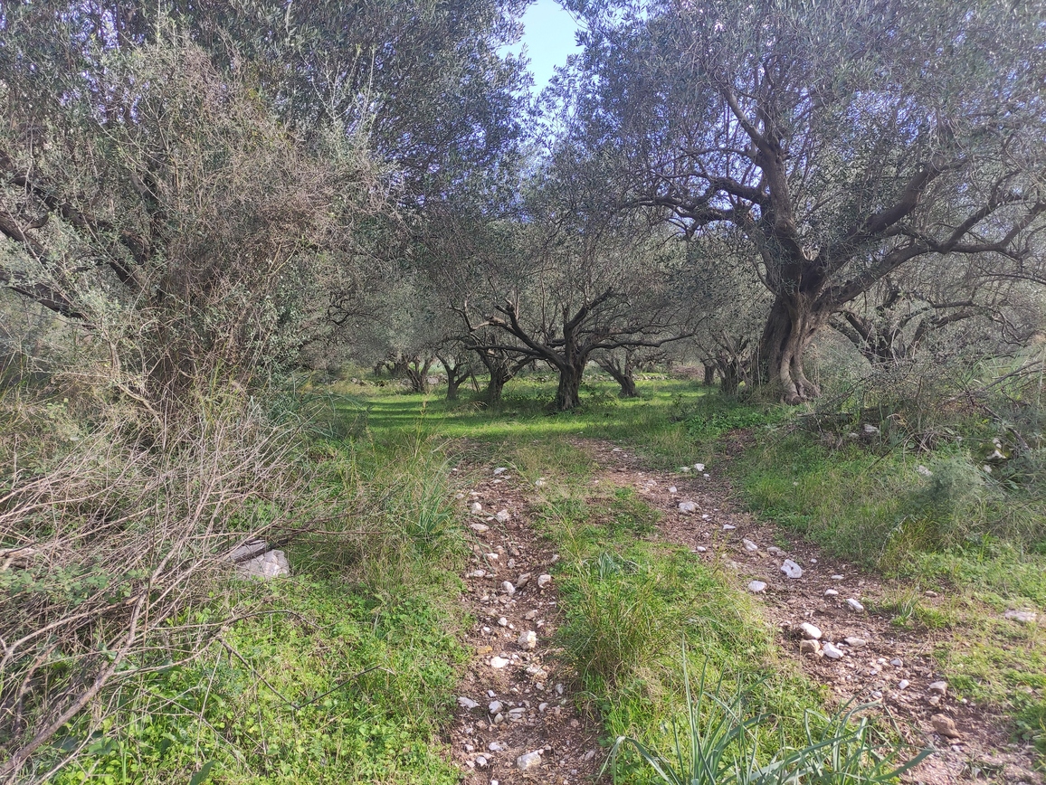 Αγροτεμάχιο 937 sq.m. σε πλειστηριασμό Municipality of Artaia