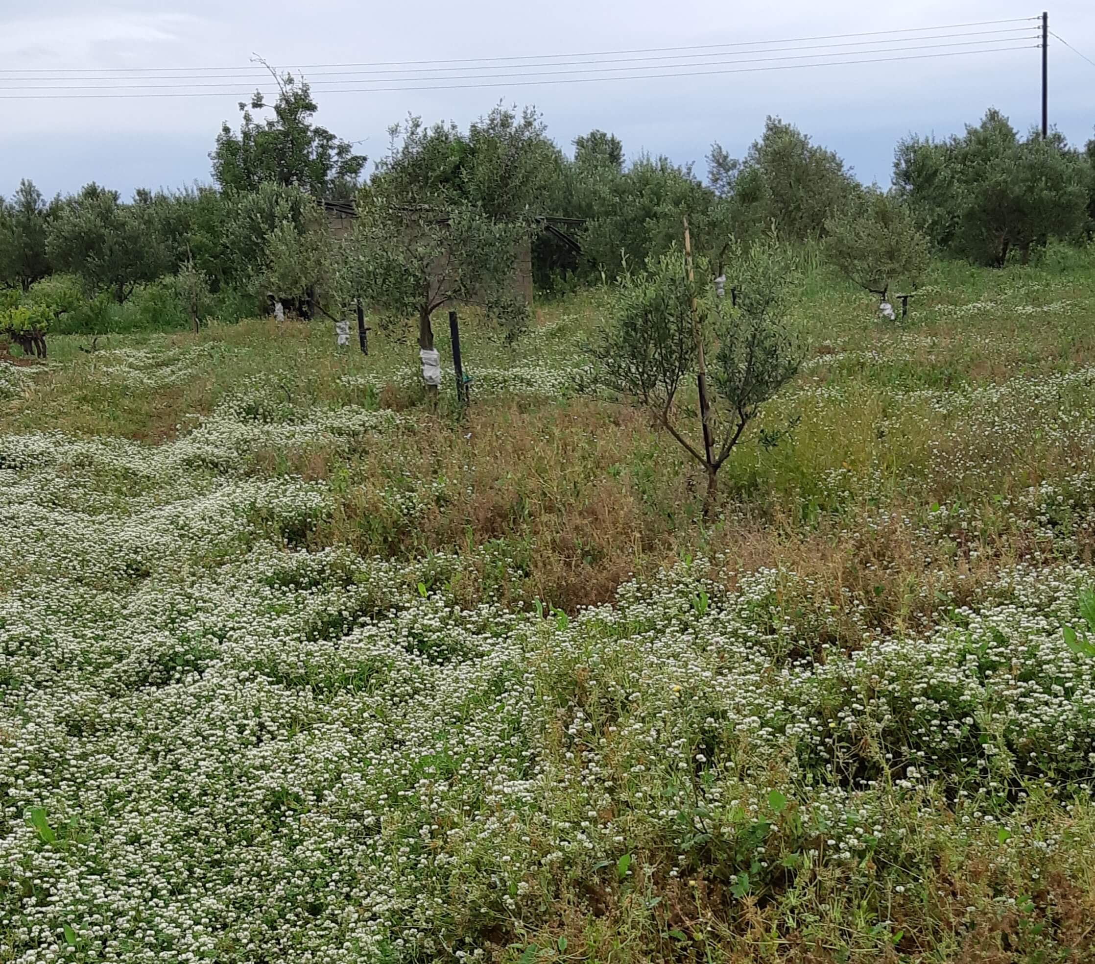 Αγροτεμάχιο με κτίσμα 9000 τ.μ. σε πλειστηριασμό Δήμος Τριφυλίας