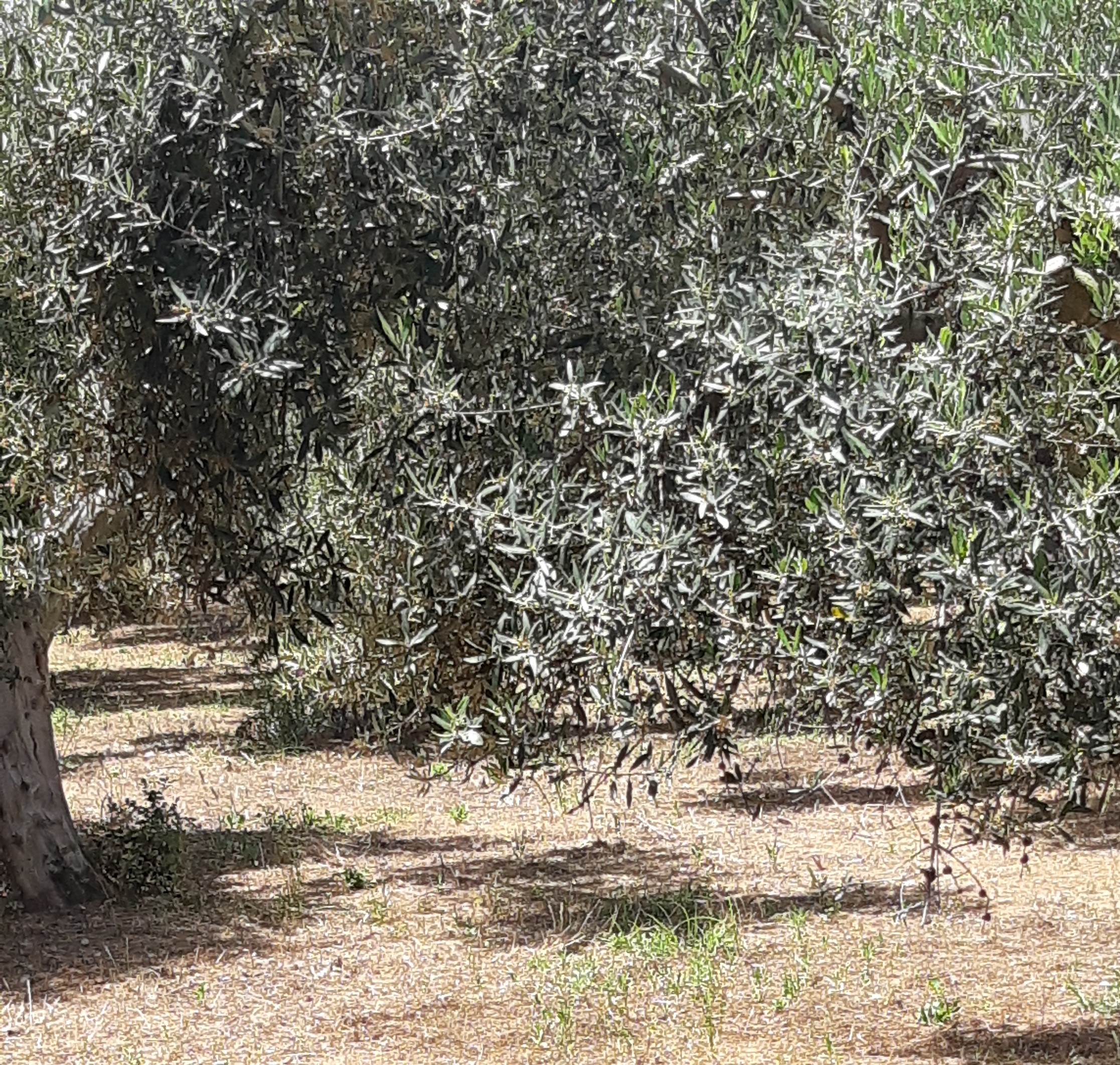 Αγροτεμάχιο 4702.75 τ.μ. σε πλειστηριασμό Δήμος Τριφυλίας