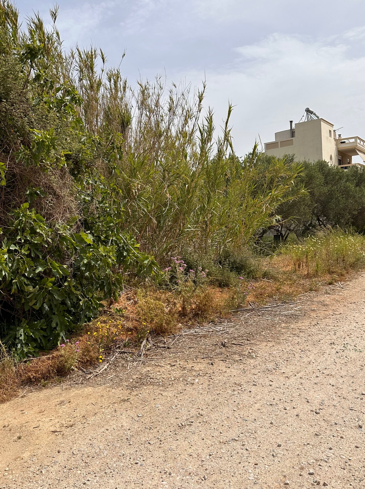 Αγροτεμάχιο  σε πλειστηριασμό Δήμος Κισσάμου