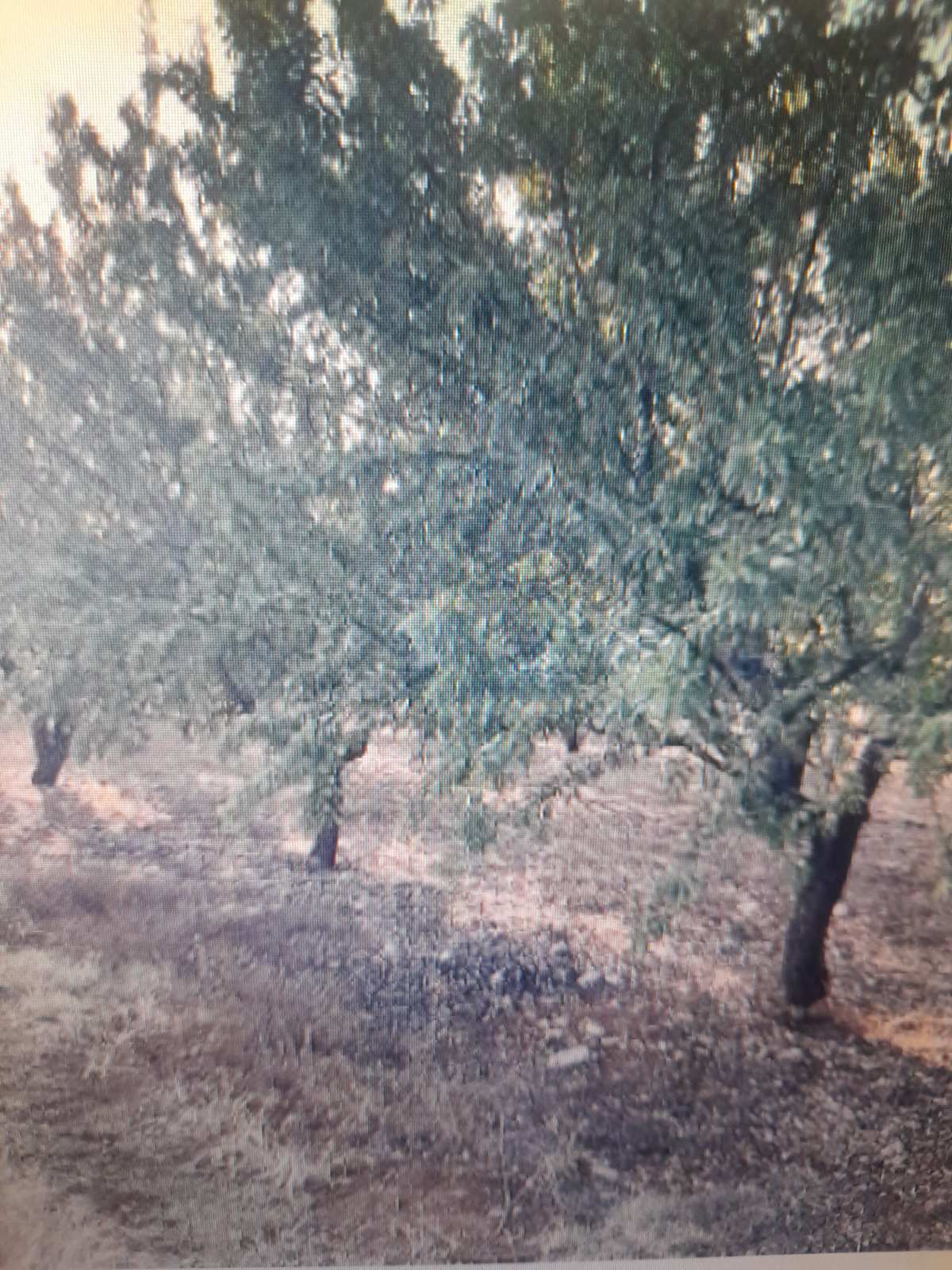 Αγροτεμάχιο  σε πλειστηριασμό Δήμος Αμφίπολης