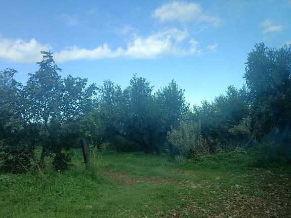 Αγροτεμάχιο  σε πλειστηριασμό Municipality of Trifylia