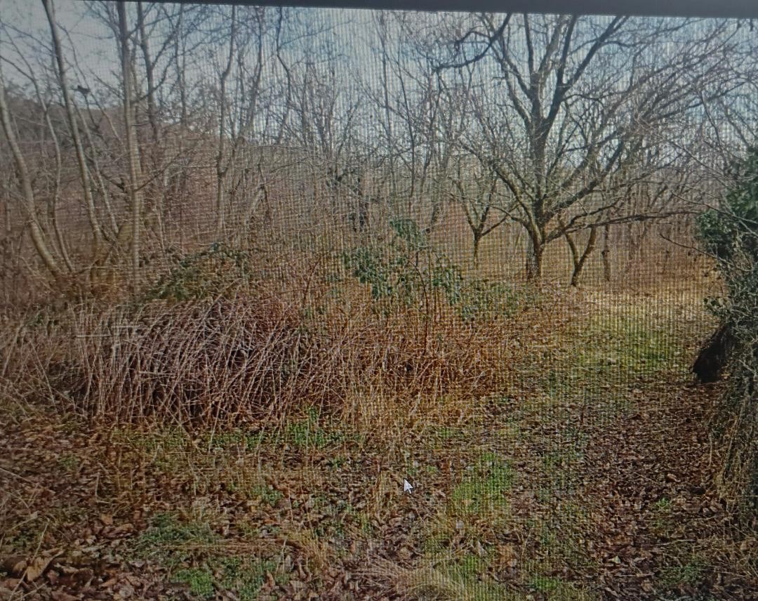 photo1