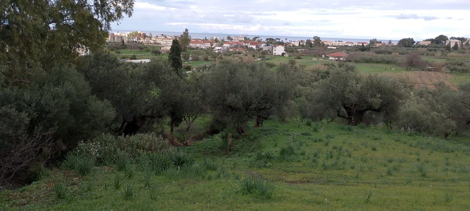 Οικόπεδο  σε πλειστηριασμό Δήμος Ζακύνθου