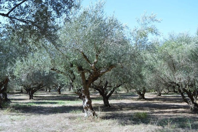 photo10