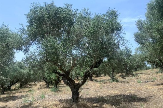 photo8