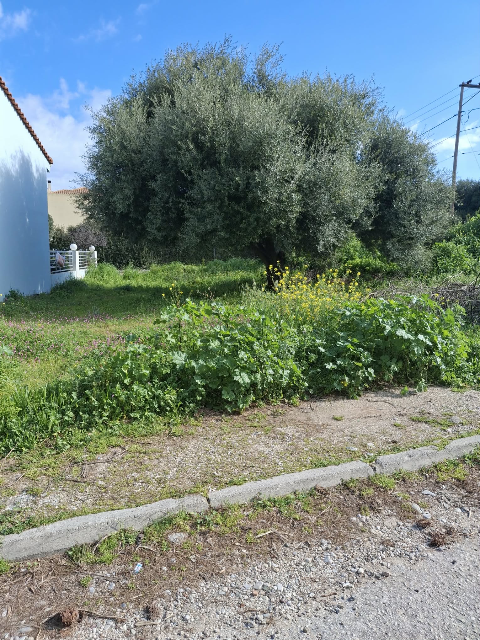 photo1