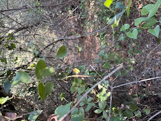 photo0