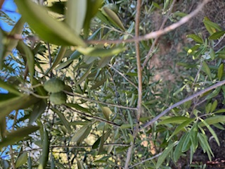 photo1