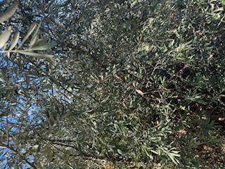photo1