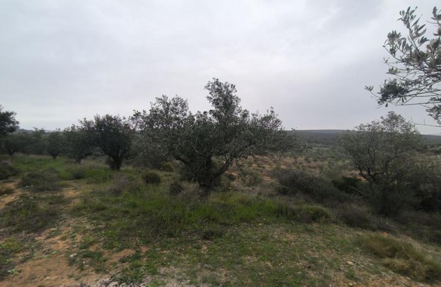 photo0