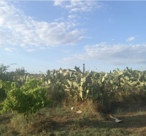 photo1