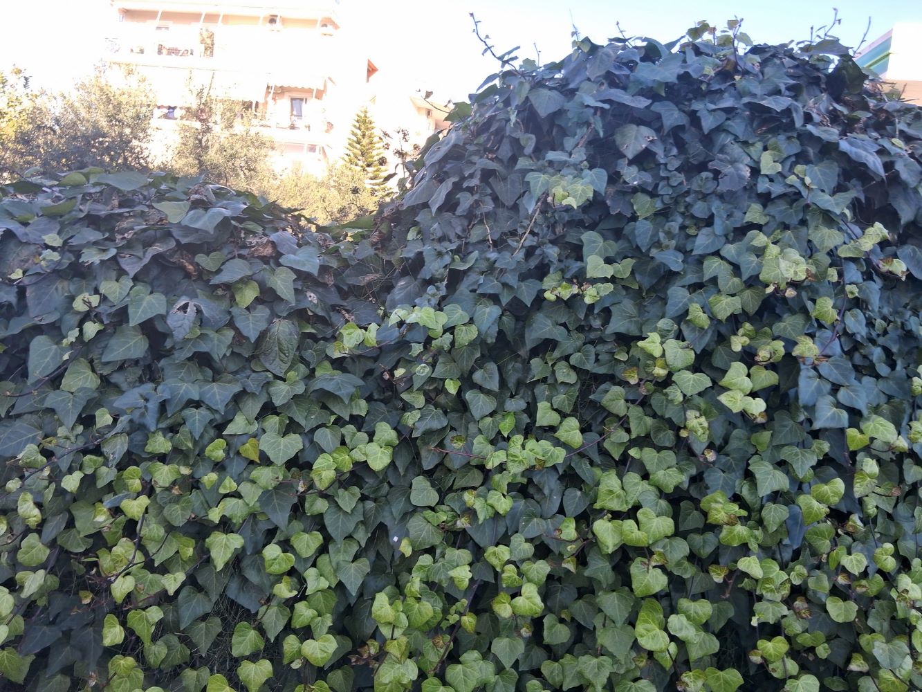 photo2