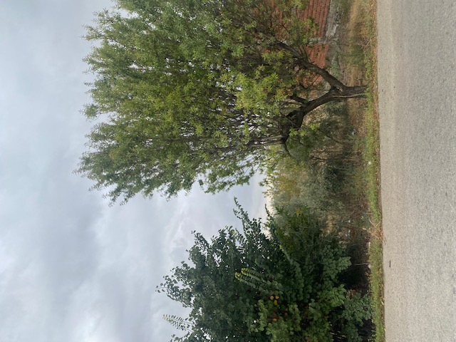 photo0