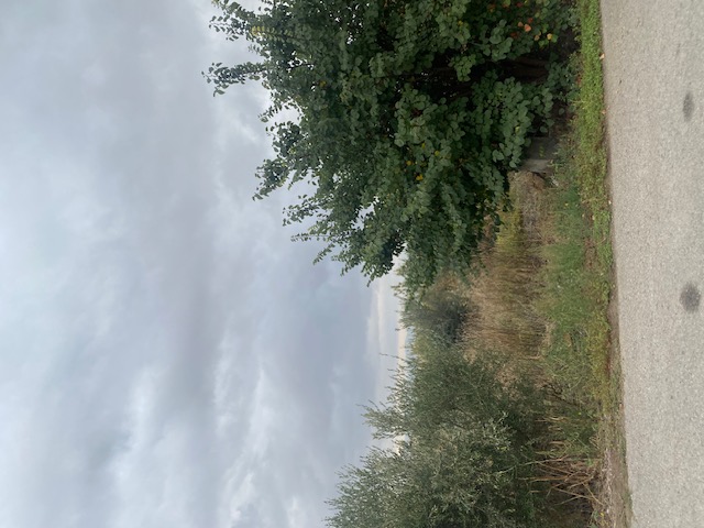 photo1