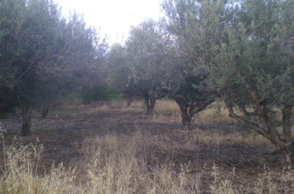 photo0