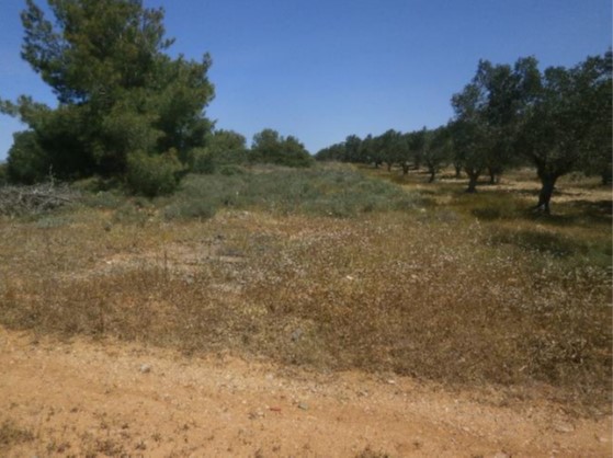 photo0