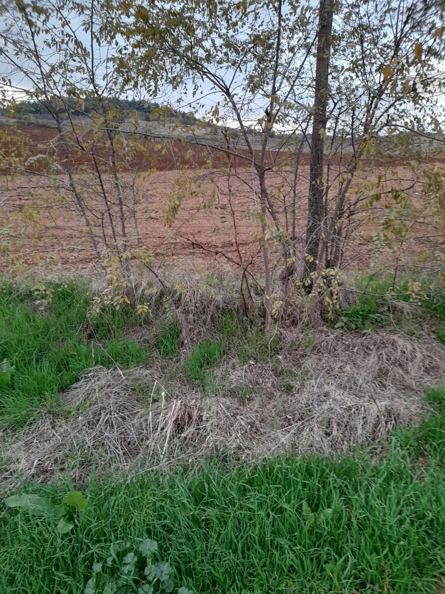 photo0