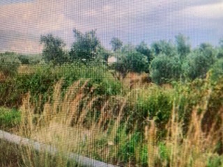 photo0