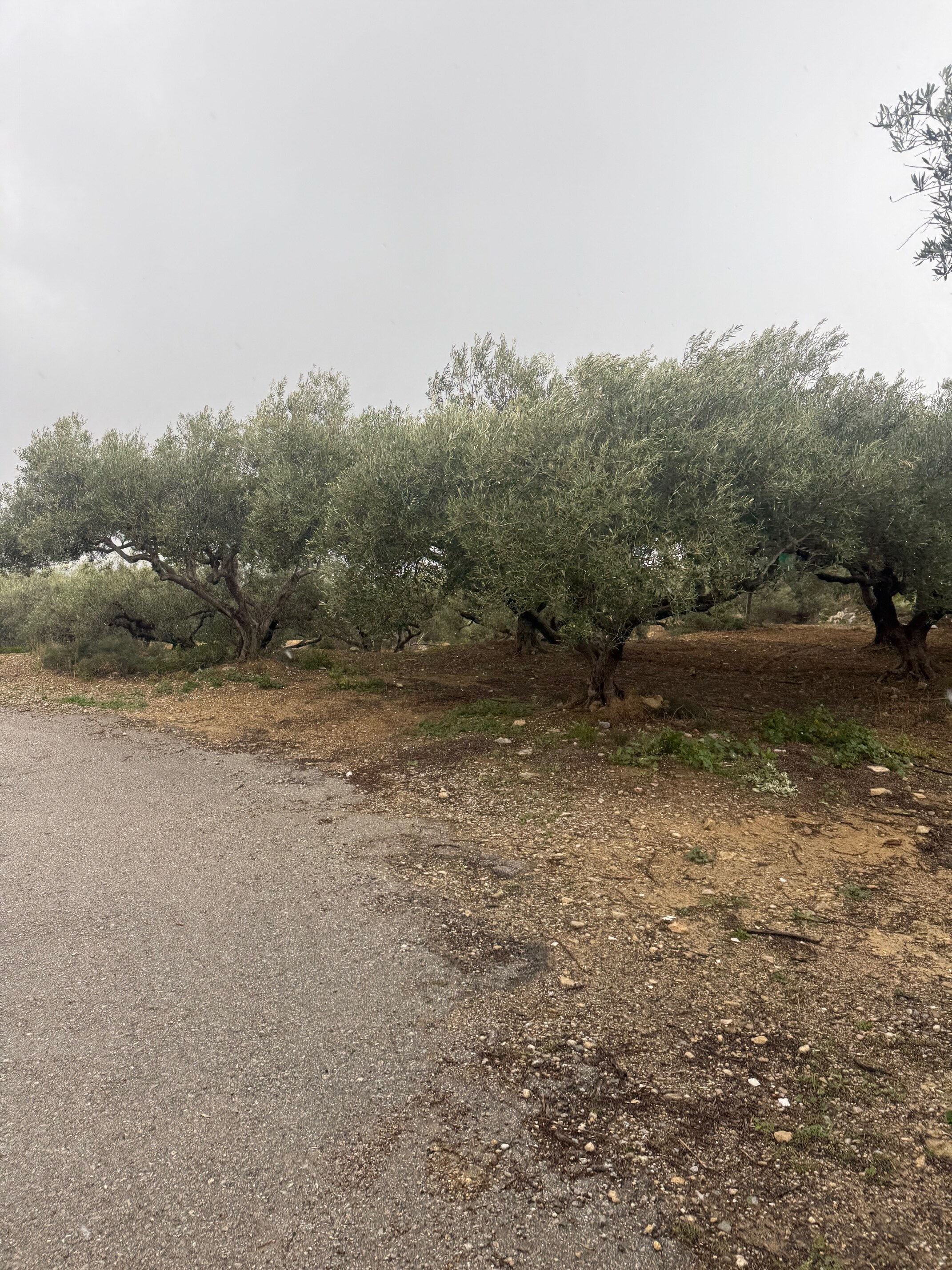Οικόπεδο 700 τ.μ. σε πλειστηριασμό Δήμος Κισσάμου