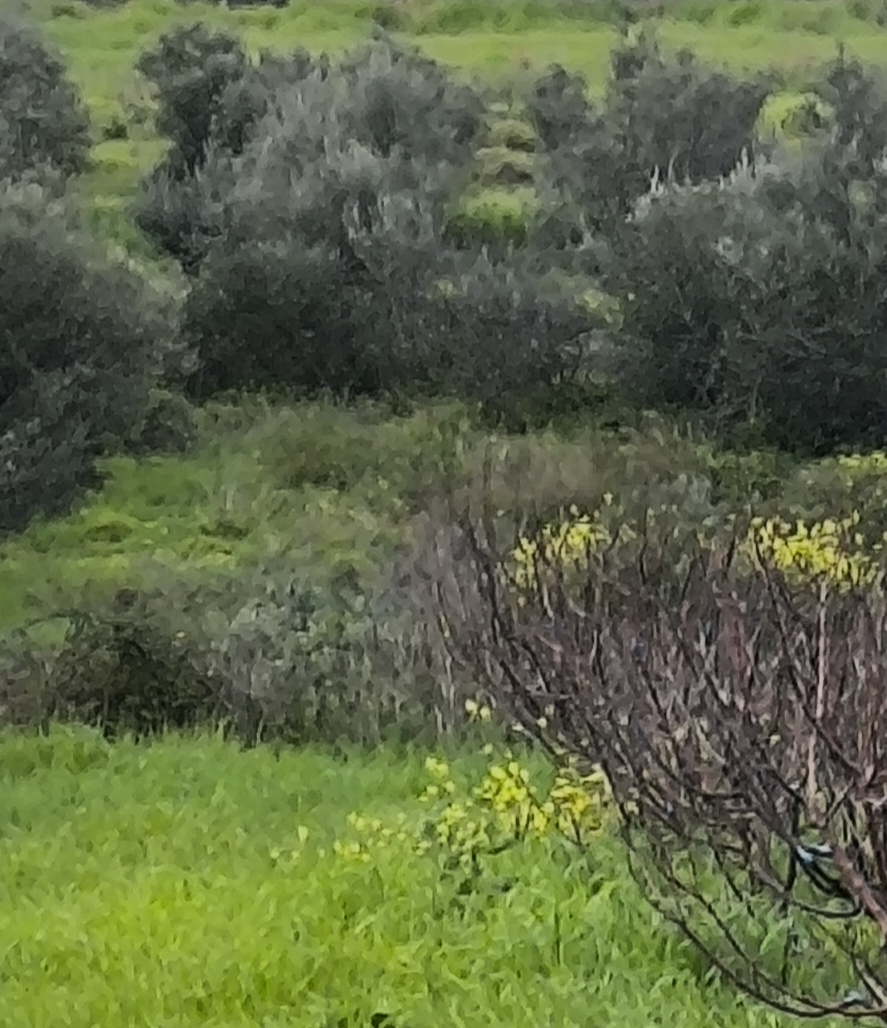 photo0