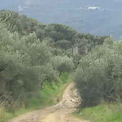Αγροτεμάχιο  σε πλειστηριασμό Δήμος Οιχαλίας