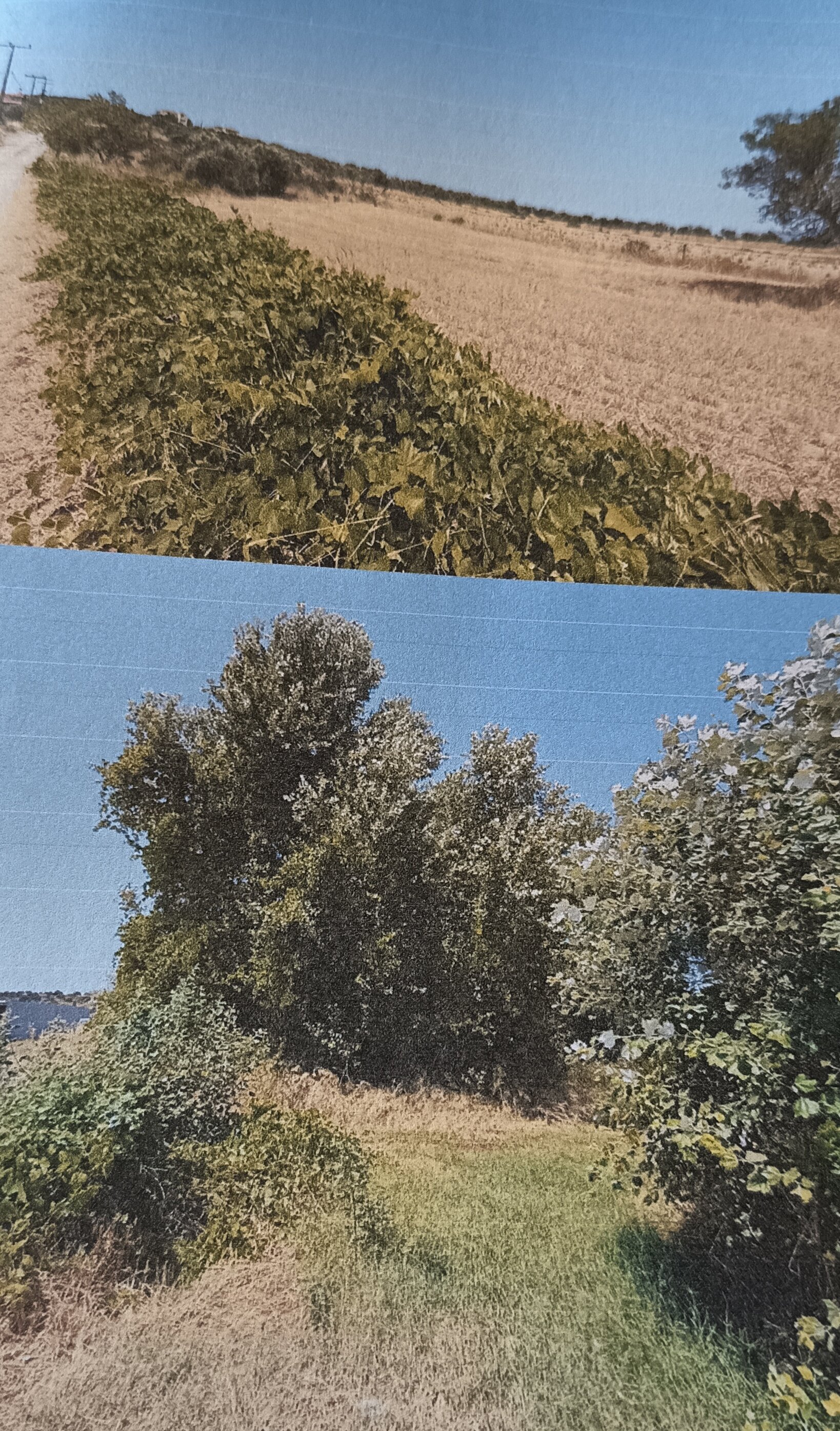 photo0