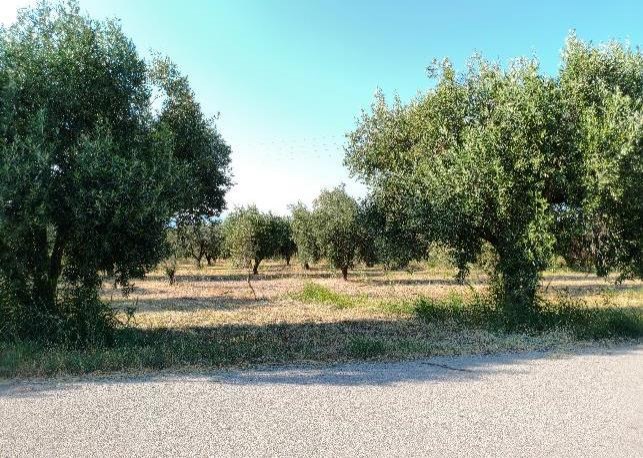Αγροτεμάχιο  σε πλειστηριασμό Δήμος Καμένων Βούρλων