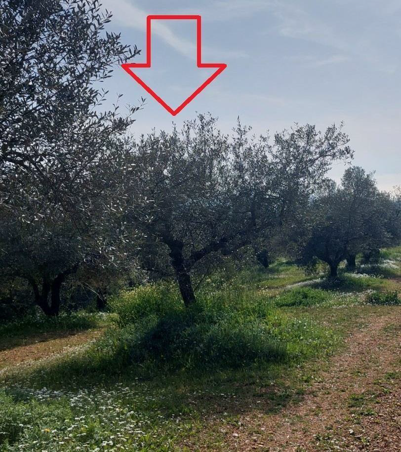 Αγροτεμάχιο  σε πλειστηριασμό Δήμος Πύλου - Νέστορος