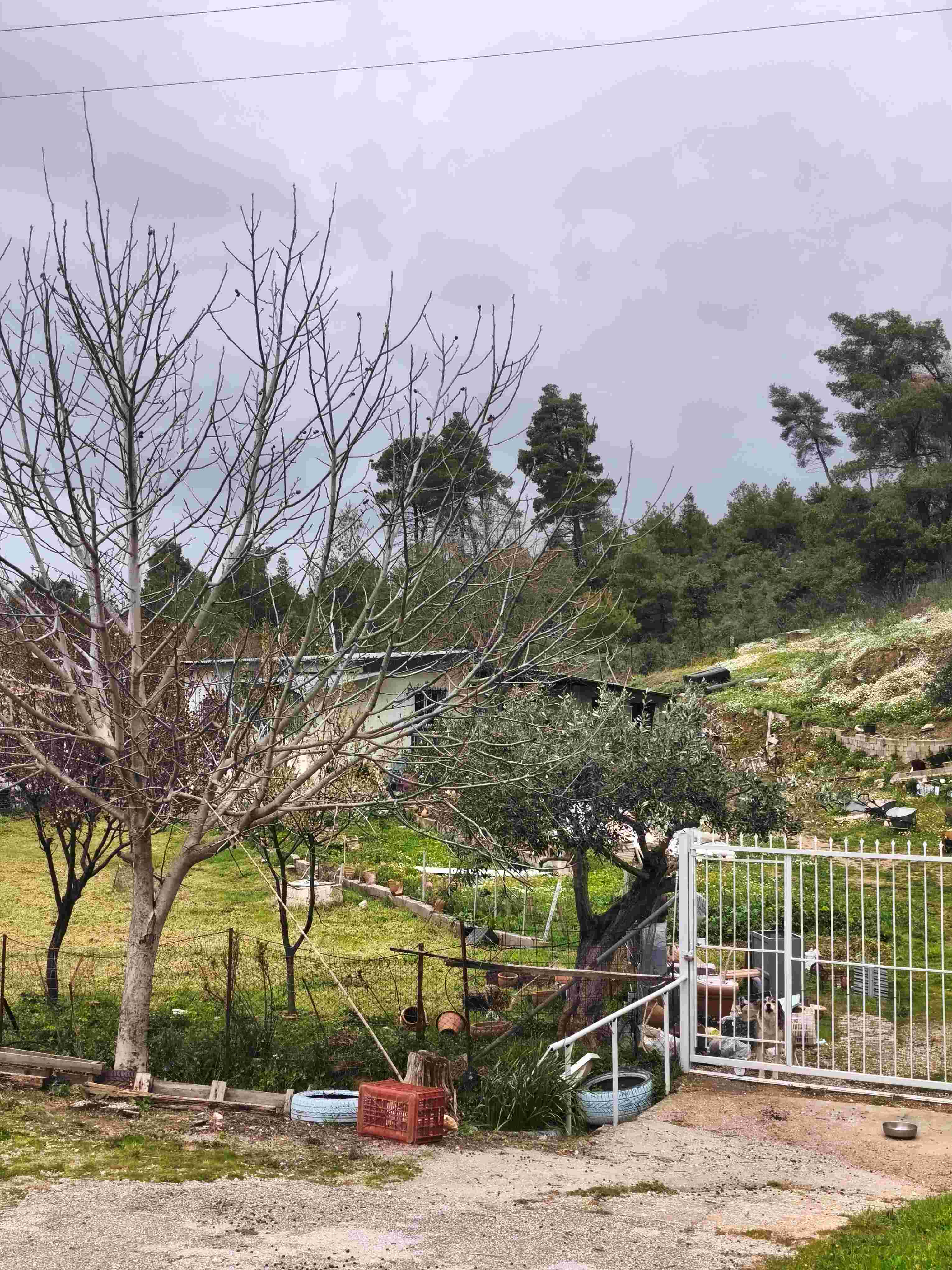 Οικόπεδο με κτίσμα  σε πλειστηριασμό Δήμος Διονύσου
