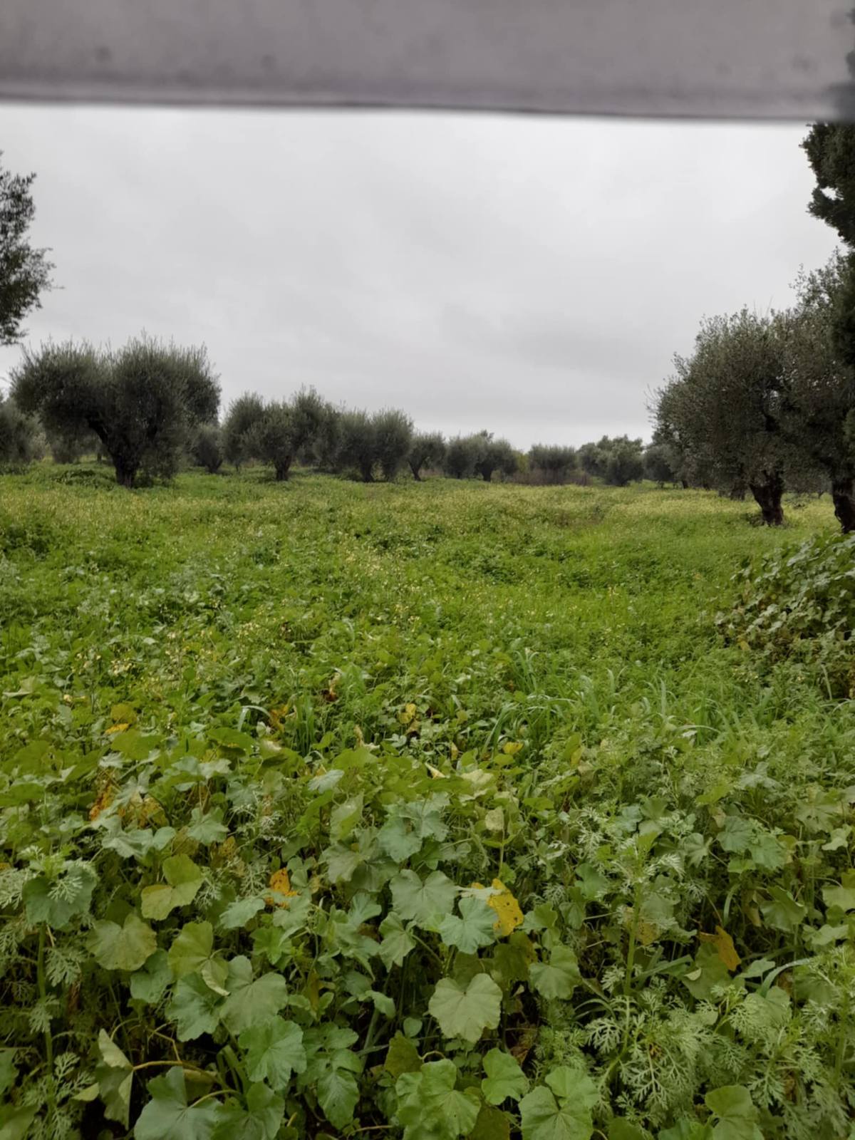 Αγροτεμάχιο  σε πλειστηριασμό Municipality of Western Achaia
