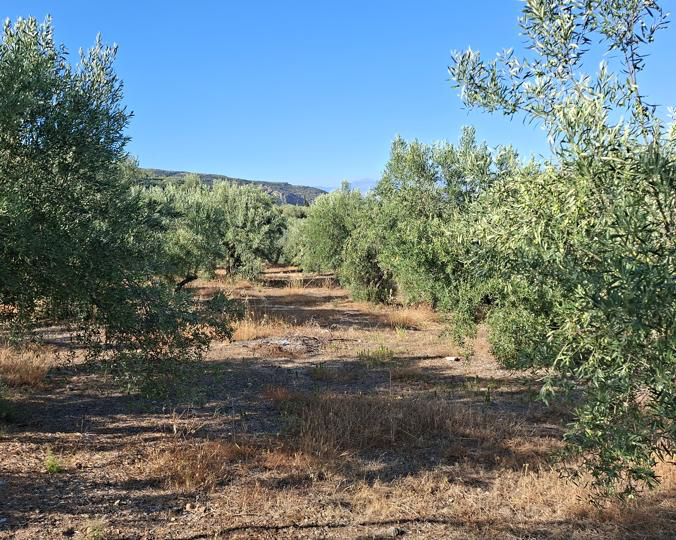 Αγροτεμάχιο 0 sq.m. σε πλειστηριασμό Municipality of Sikyonia
