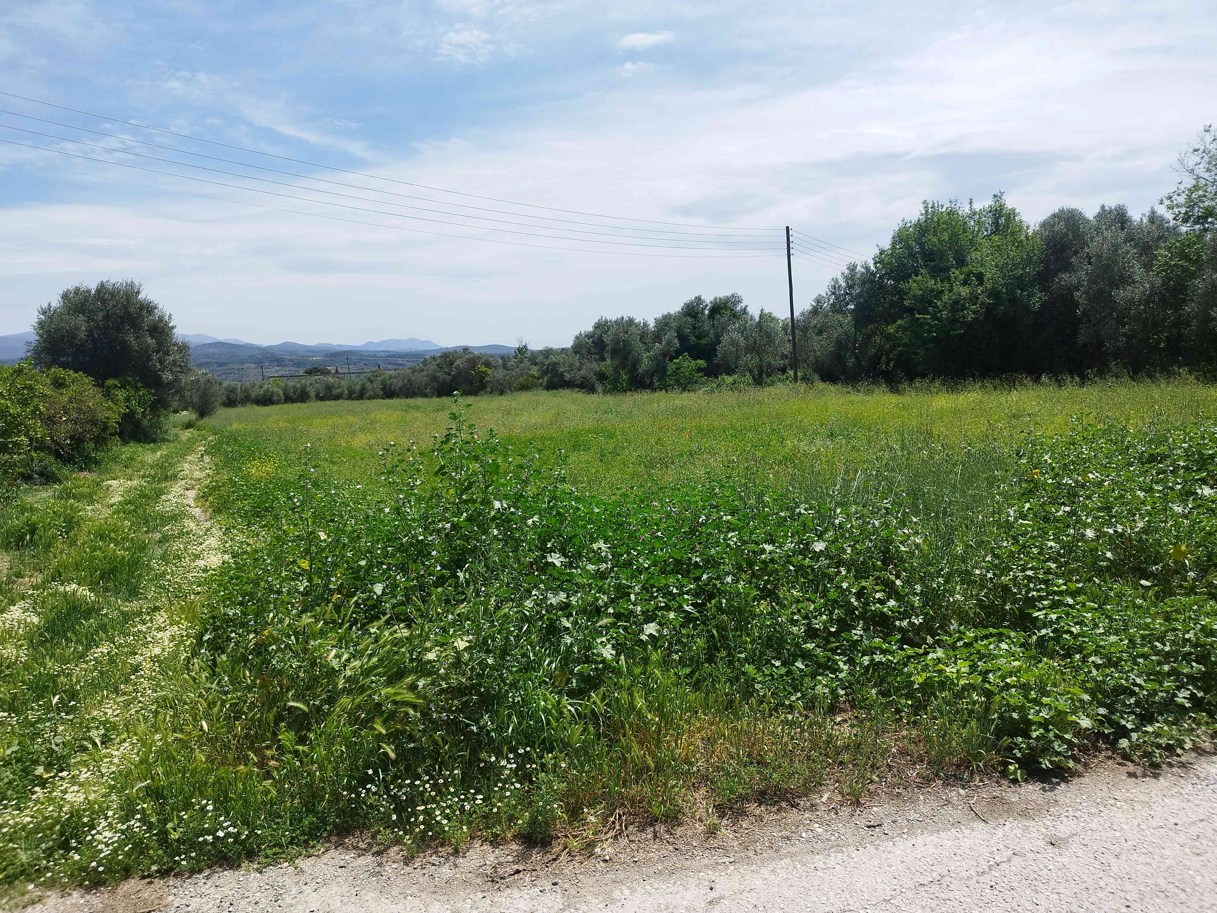 photo0