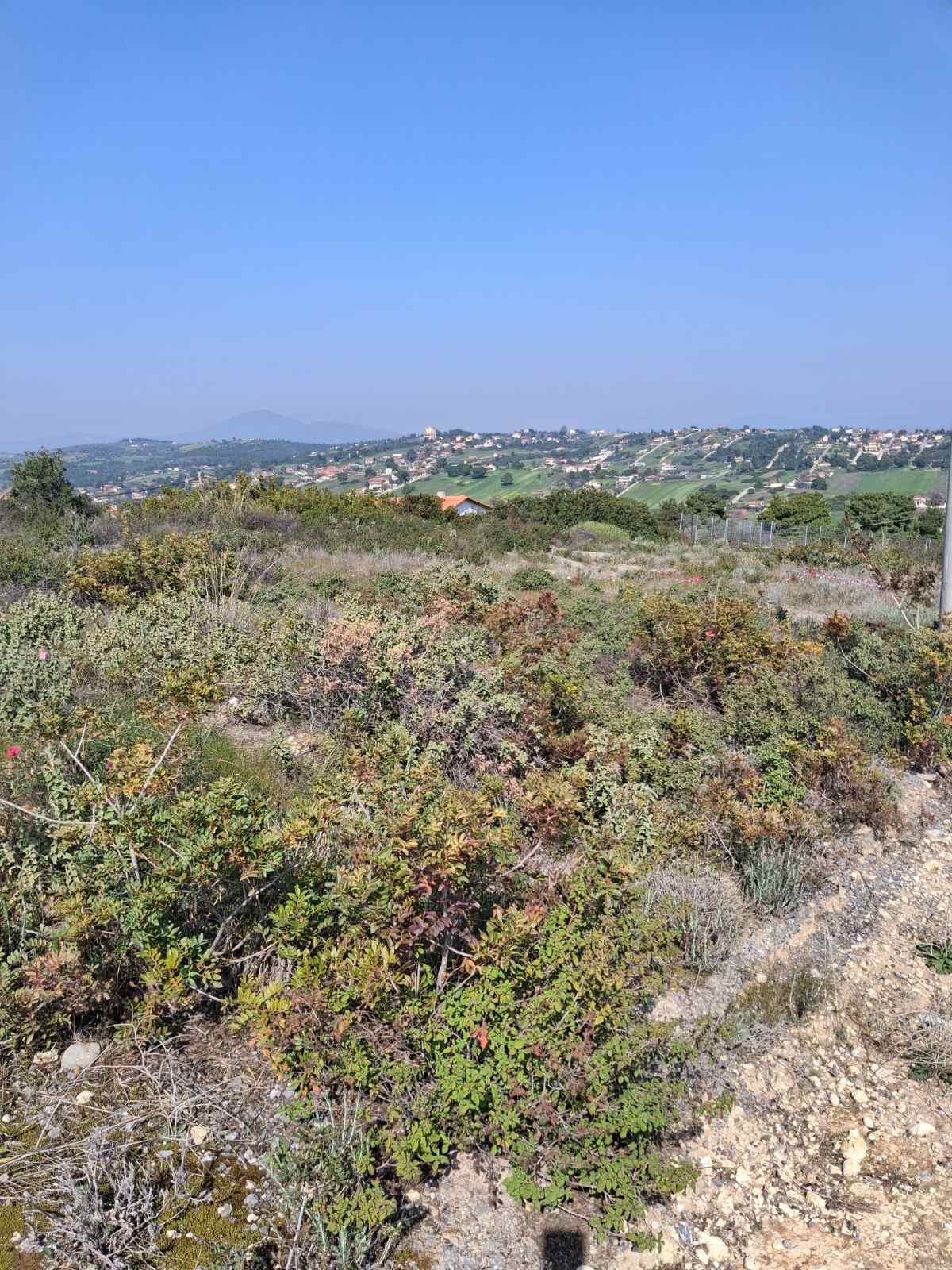 Αγροτεμάχιο  σε πλειστηριασμό Δήμος Τανάγρας