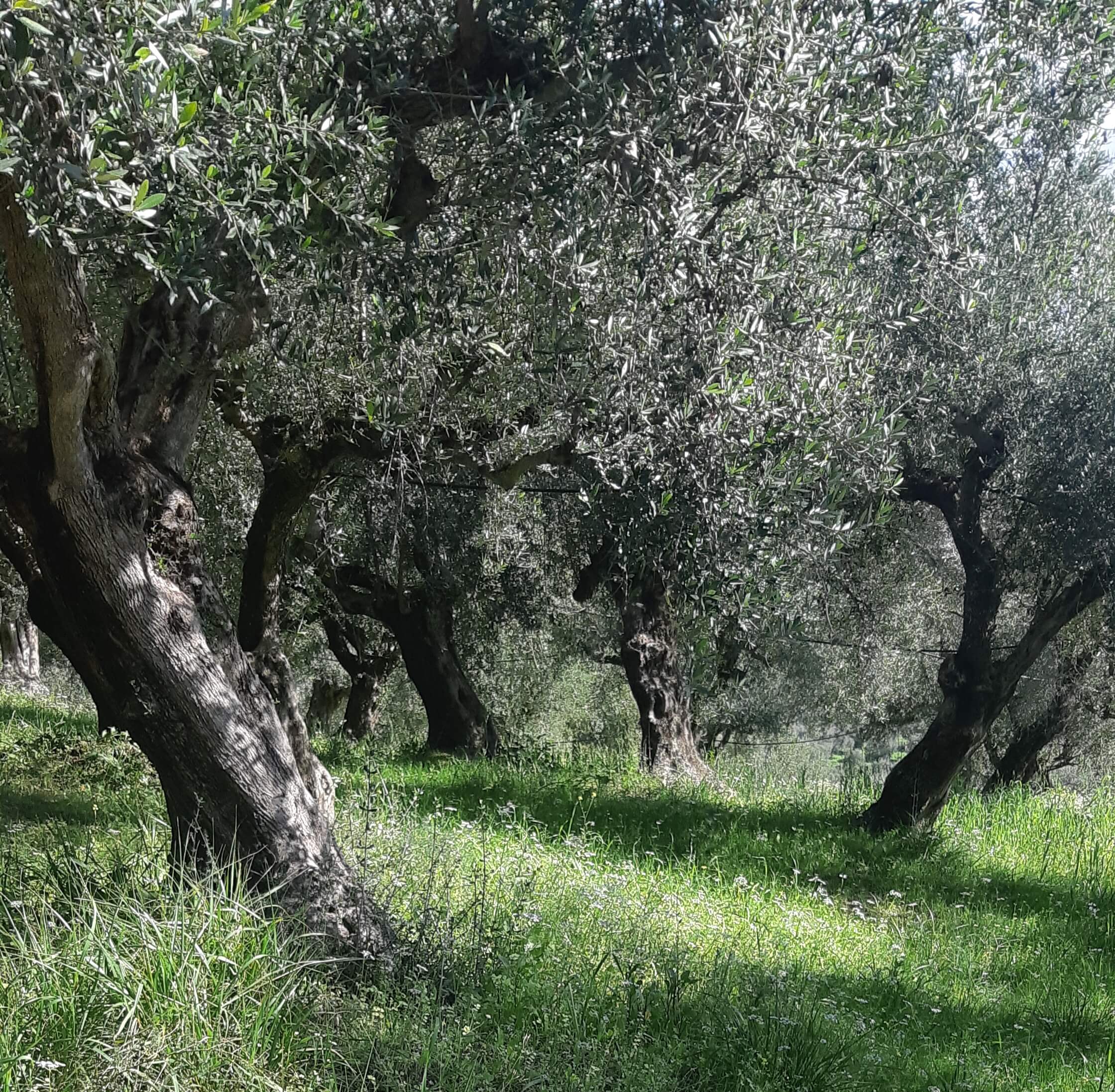 Αγροτεμάχιο  σε πλειστηριασμό Δήμος Τριφυλίας