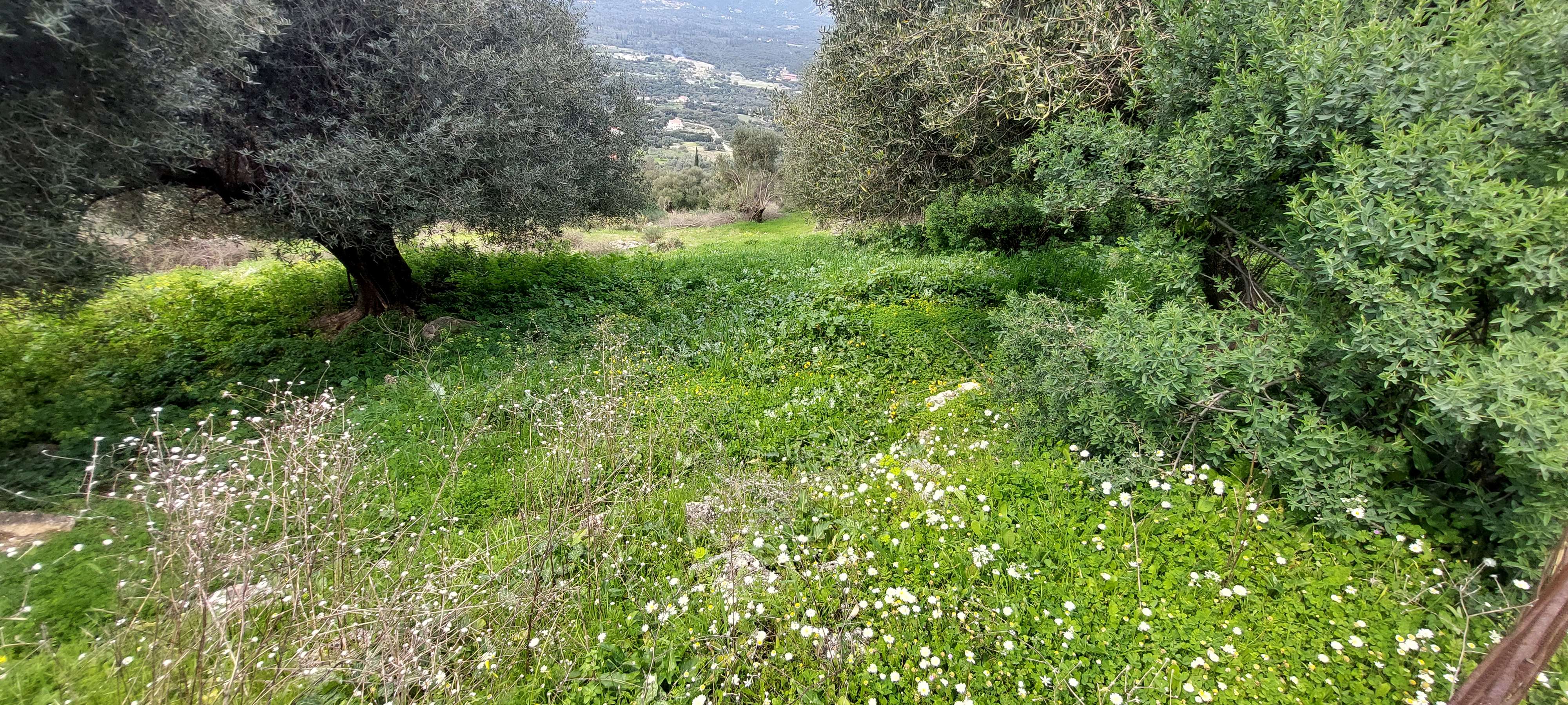 Οικόπεδο 574.33 τ.μ. σε πλειστηριασμό Δήμος Κεφαλονιάς