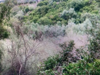 Αγροτεμάχιο  σε πλειστηριασμό Δήμος Πύλου - Νέστορος