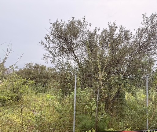 Οικόπεδο  σε πλειστηριασμό Δήμος Αποκορώνου 