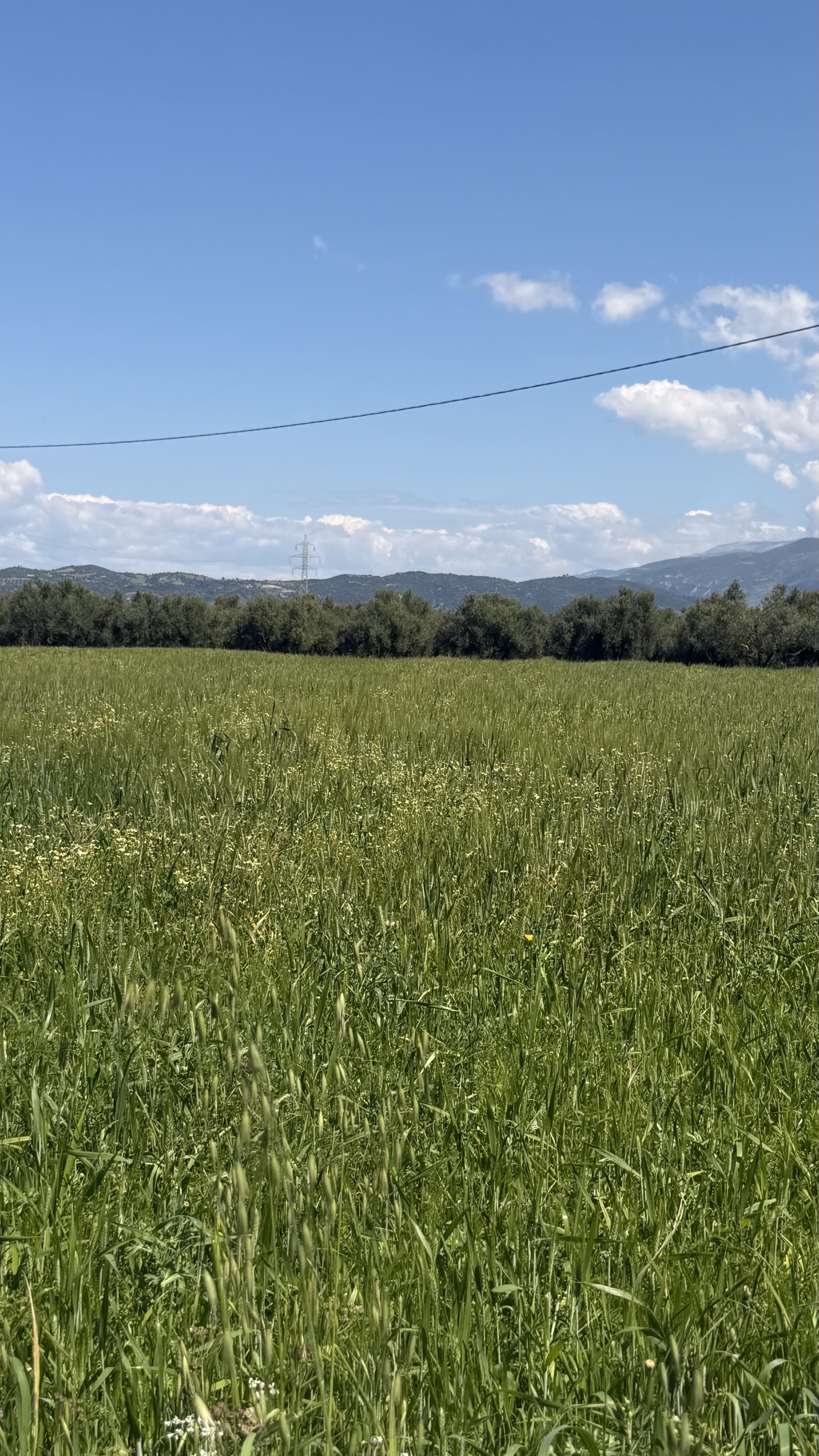 Αγροτεμάχιο  σε πλειστηριασμό Δήμος Δυτικής Αχαΐας