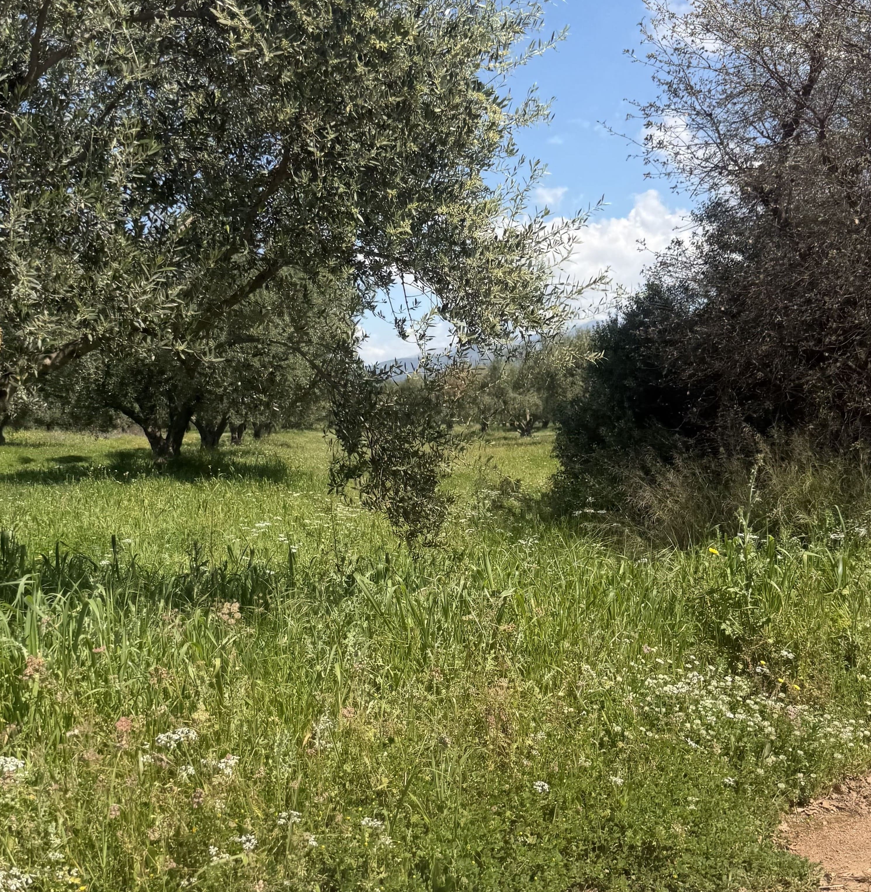 Αγροτεμάχιο  σε πλειστηριασμό Δήμος Δυτικής Αχαΐας