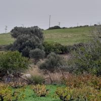 Αγροτεμάχιο  σε πλειστηριασμό Δήμος Ρεθύμνης