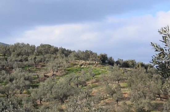 Αγροτεμάχιο  σε πλειστηριασμό Δήμος Πόρου