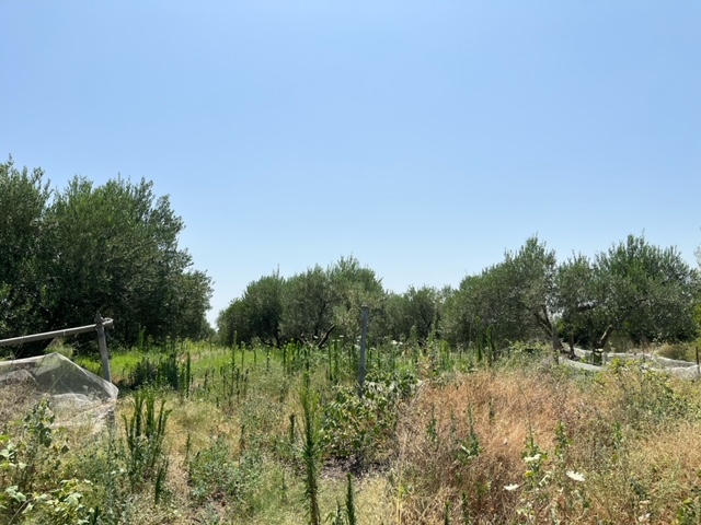 photo2