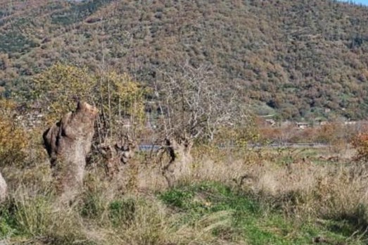 Αγροτεμάχιο  σε πλειστηριασμό Δήμος Μακρακώμης