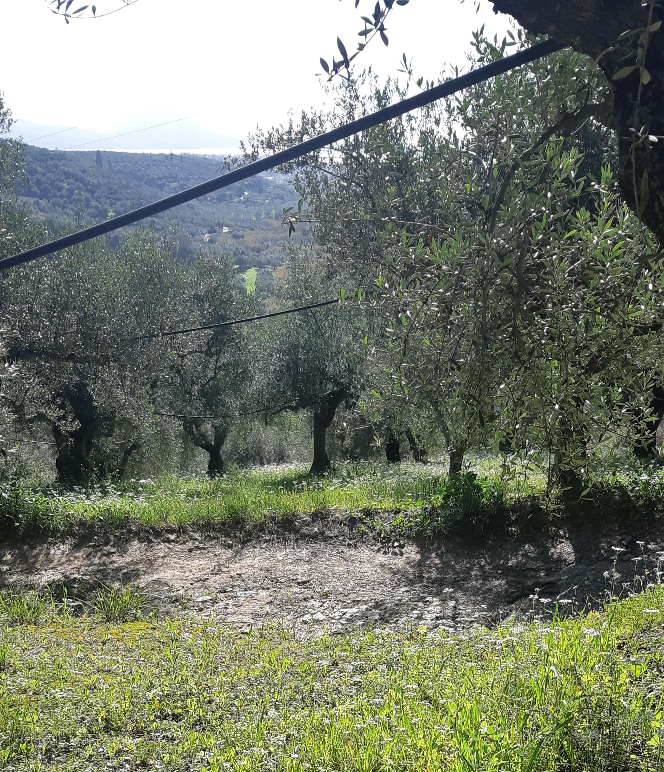 Αγροτεμάχιο  σε πλειστηριασμό Δήμος Τριφυλίας