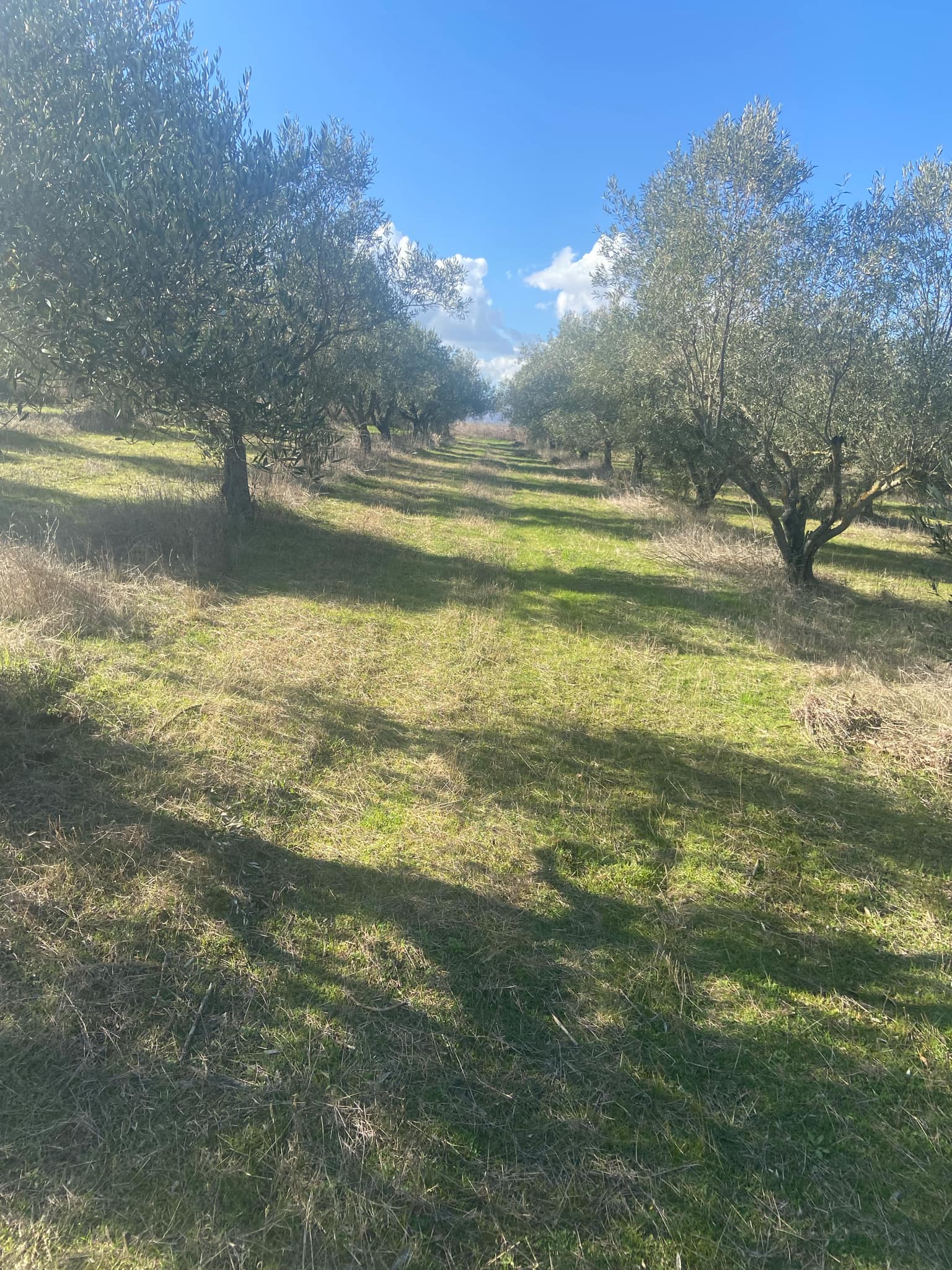 Αγροτεμάχιο 562 τ.μ. σε πλειστηριασμό Δήμος Ηρακλείας